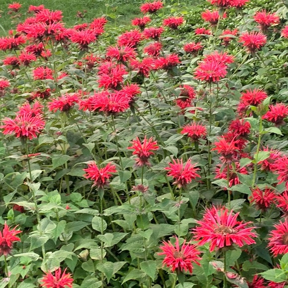 Meet your Posher, Michelle - Picture 4 of 6